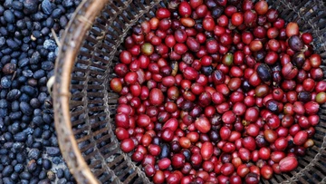 El café orgánico: ¿por qué es importante y cómo se produce?