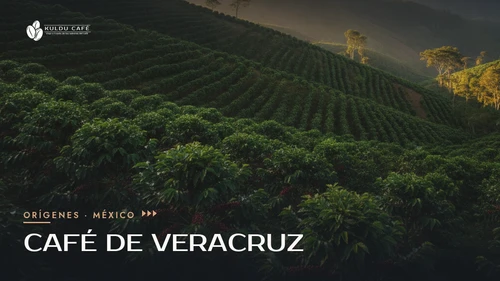 Café de Veracruz: origen, regiones y por qué es especial